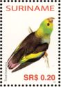 Lilac-tailed Parrotlet (Touit batavica)